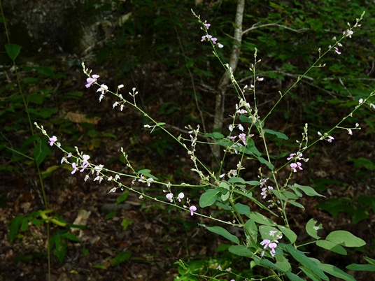 {Desmodium paniculatum}